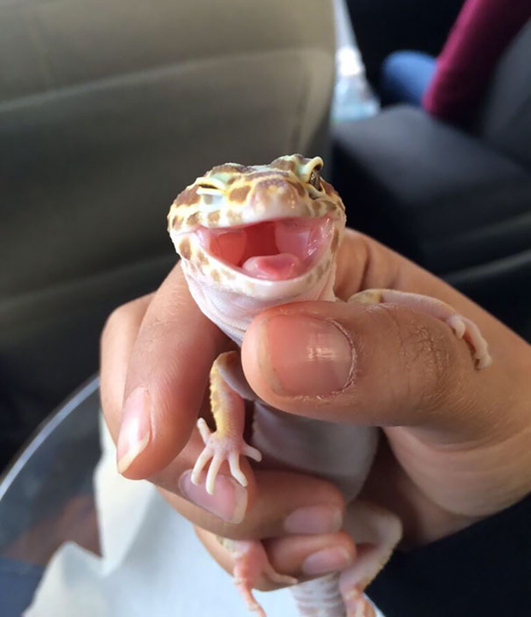 hymyilevä gecko