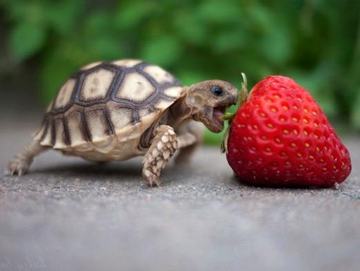 Mitä kilpikonnat syövät?