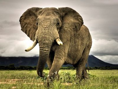 Mitä elefantti voi tehdä?